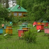 Pčelarstvo za početnike: odakle početi